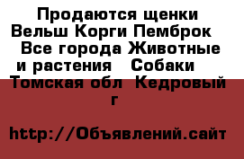 Продаются щенки Вельш Корги Пемброк  - Все города Животные и растения » Собаки   . Томская обл.,Кедровый г.